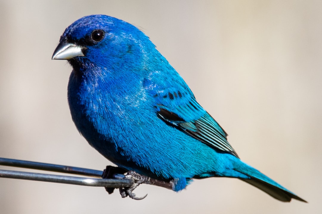 Attracting Birds with a Suet Feeder